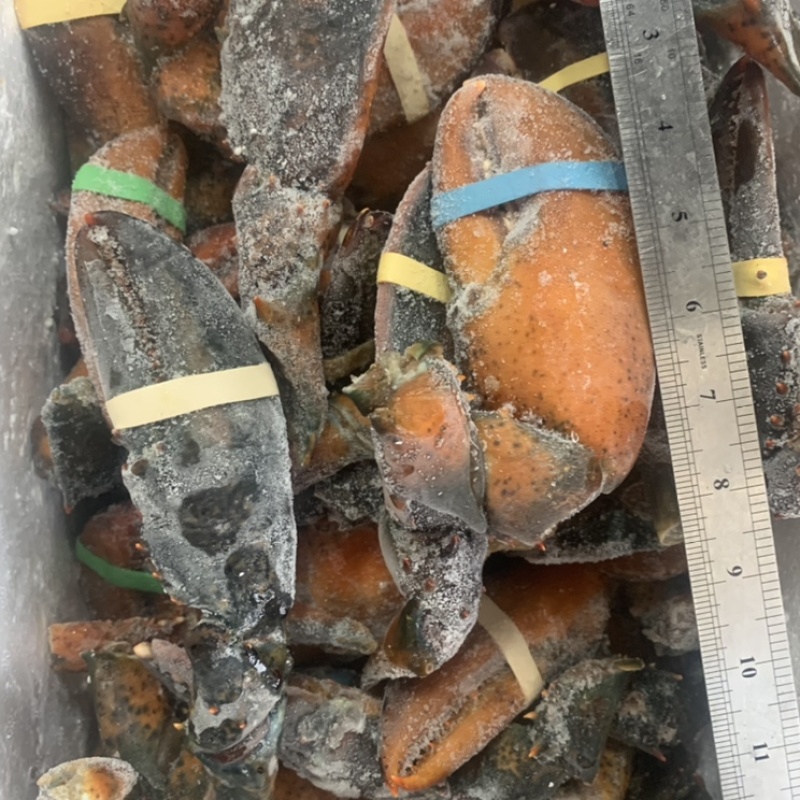 冷冻鲜活现摘波龙钳