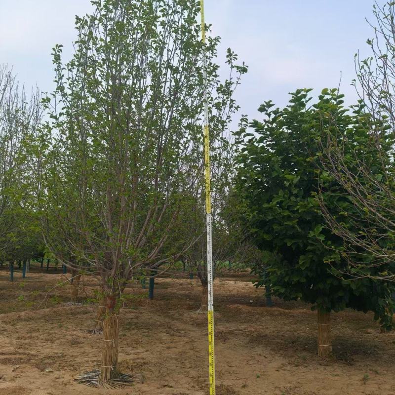 【玉兰苗】河北保定种植基地品类规格齐全诚信经营