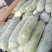 白冬瓜苗，大量供应，诚信经营，互惠互利，