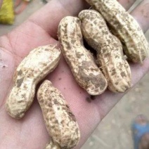 江苏新沂鲜花生大量上市，产地直发，保质保量
