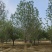 【玉兰苗】河北保定种植基地品类规格齐全诚信经营