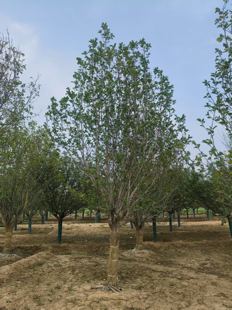 【玉兰苗】河北保定种植基地品类规格齐全诚信经营