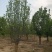 【玉兰苗】河北保定种植基地品类规格齐全诚信经营