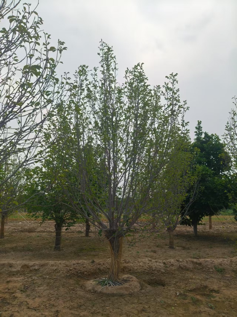 【玉兰苗】河北保定种植基地品类规格齐全诚信经营