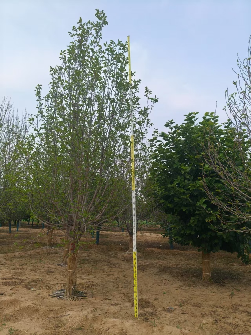 【玉兰苗】河北保定种植基地品类规格齐全诚信经营
