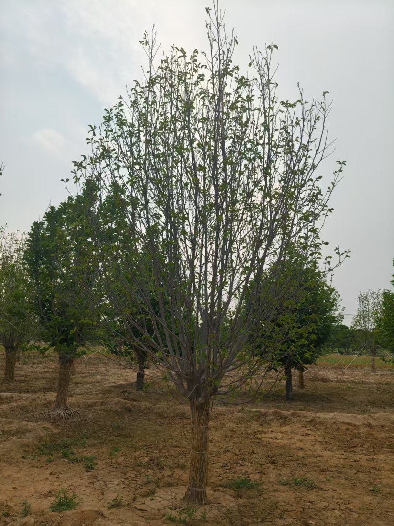 【玉兰苗】河北保定种植基地品类规格齐全诚信经营