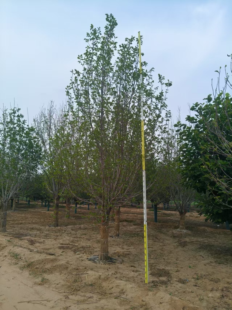 【玉兰苗】河北保定种植基地品类规格齐全诚信经营