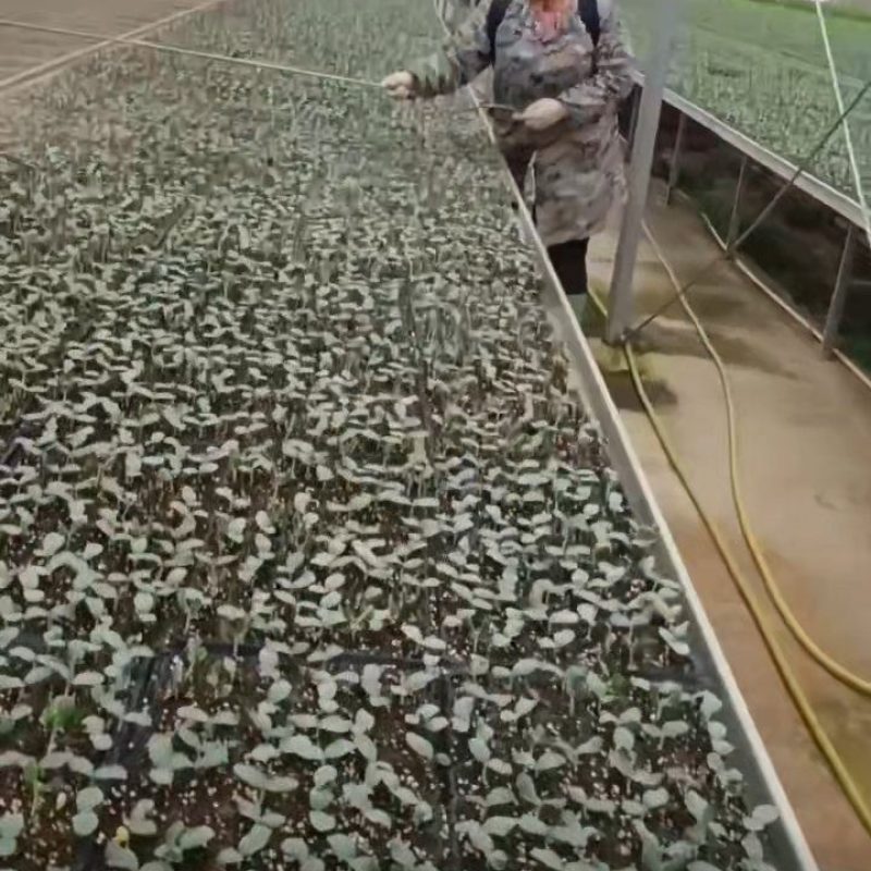 青皮冬瓜苗，白皮冬瓜苗，大量供应，量大从优