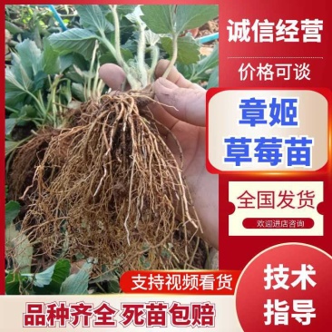 精品章姬，宁玉草莓苗/基地直发/全国冷链发货