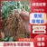 精品章姬，宁玉草莓苗/基地直发/全国冷链发货