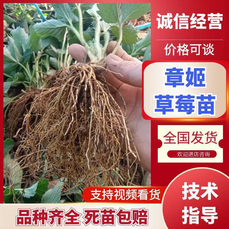精品章姬，宁玉草莓苗/基地直发/全国冷链发货
