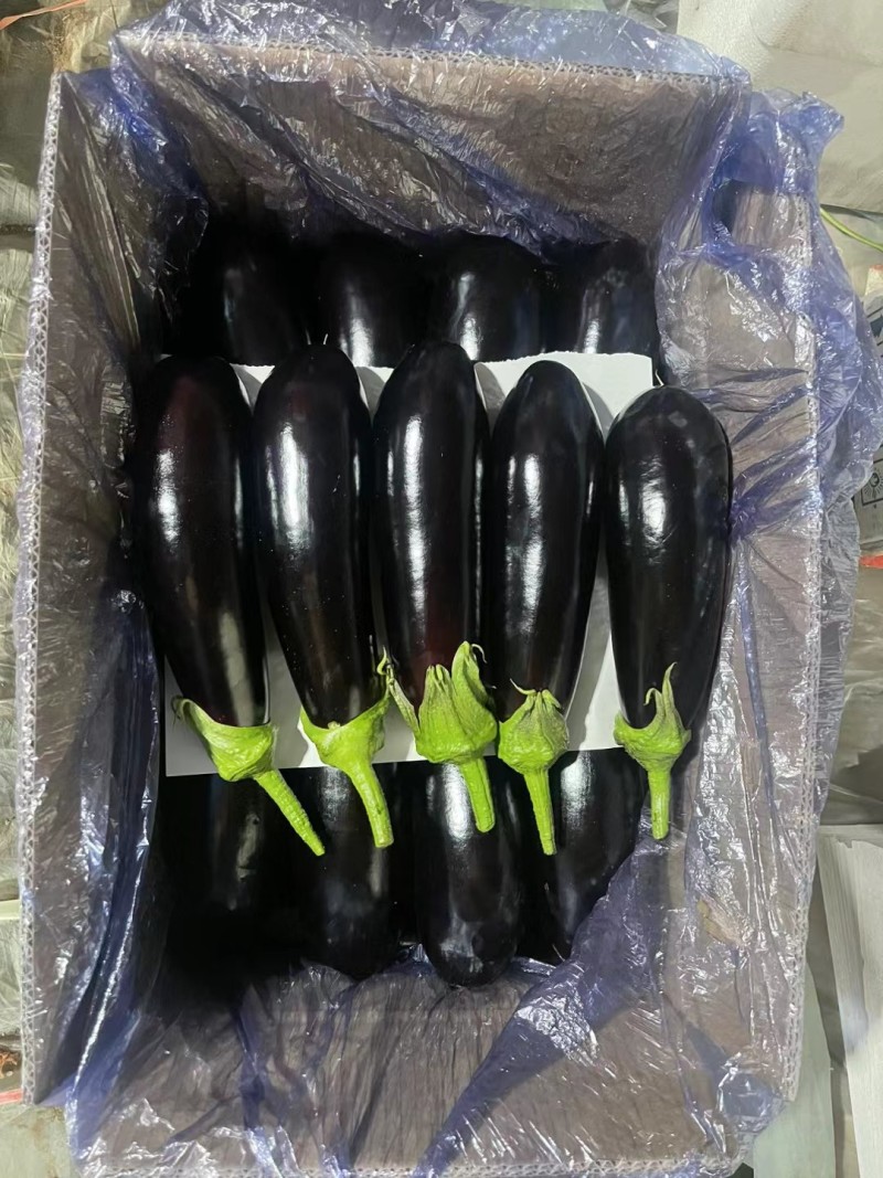 精品长茄子