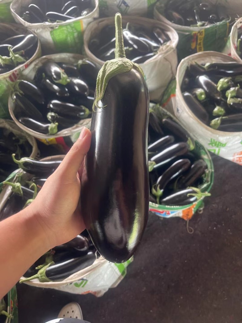 精品长茄子