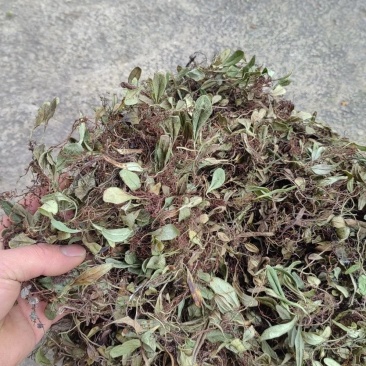 抱石莲石瓜子鱼鳖草抱树莲瓜子草金龟藤云南直发石子草