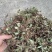抱石莲石瓜子鱼鳖草抱树莲瓜子草金龟藤云南直发石子草
