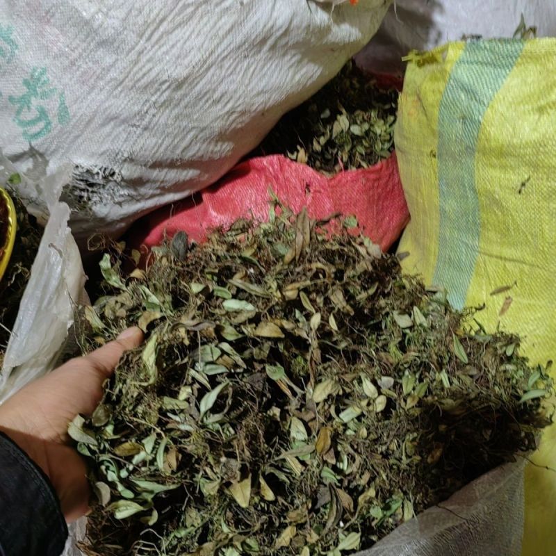 抱石莲石瓜子鱼鳖草抱树莲瓜子草金龟藤云南直发石子草