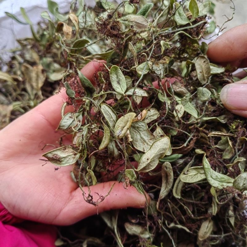 抱石莲石瓜子鱼鳖草抱树莲瓜子草金龟藤云南直发石子草