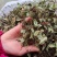 抱石莲石瓜子鱼鳖草抱树莲瓜子草金龟藤云南直发石子草