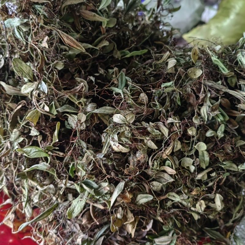 抱石莲石瓜子鱼鳖草抱树莲瓜子草金龟藤云南直发石子草