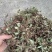 抱石莲石瓜子鱼鳖草抱树莲瓜子草金龟藤云南直发石子草