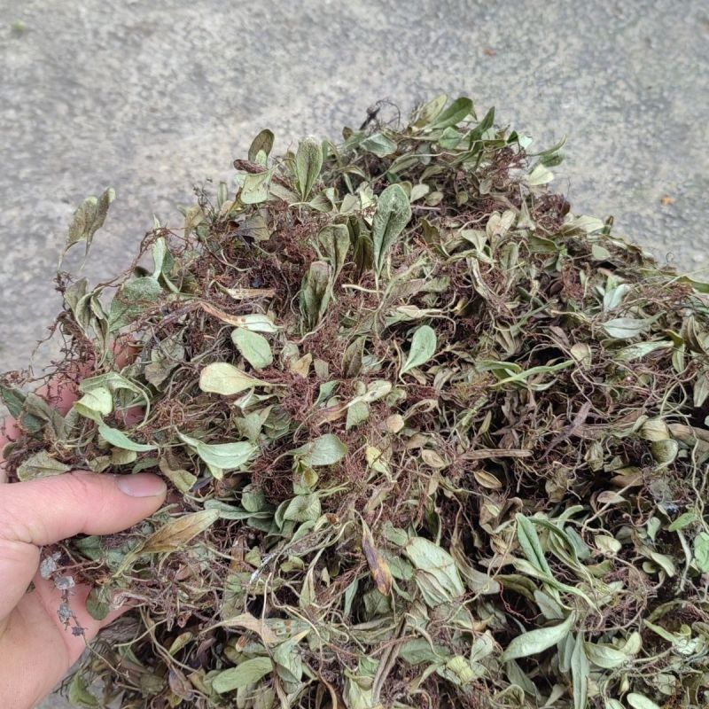 抱石莲石瓜子鱼鳖草抱树莲瓜子草金龟藤云南直发石子草