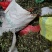 抱石莲石瓜子鱼鳖草抱树莲瓜子草金龟藤云南直发石子草