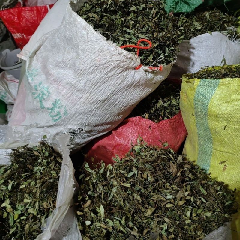 抱石莲石瓜子鱼鳖草抱树莲瓜子草金龟藤云南直发石子草