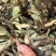 抱石莲石瓜子鱼鳖草抱树莲瓜子草金龟藤云南直发石子草