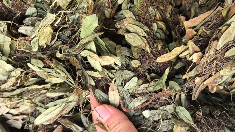 抱石莲石瓜子鱼鳖草抱树莲瓜子草金龟藤云南直发石子草