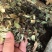 抱石莲石瓜子鱼鳖草抱树莲瓜子草金龟藤云南直发石子草