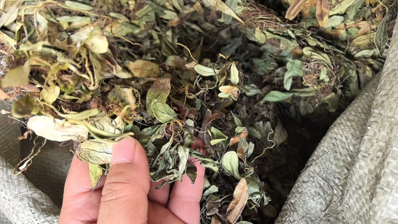 抱石莲石瓜子鱼鳖草抱树莲瓜子草金龟藤云南直发石子草