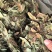 抱石莲石瓜子鱼鳖草抱树莲瓜子草金龟藤云南直发石子草