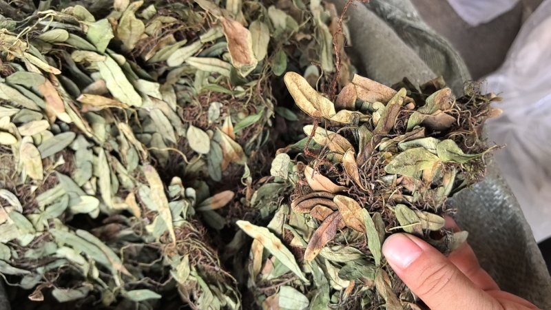 抱石莲石瓜子鱼鳖草抱树莲瓜子草金龟藤云南直发石子草