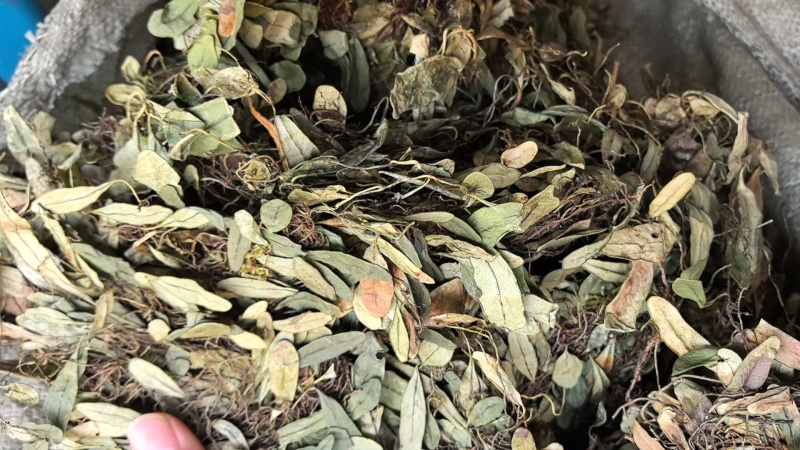 抱石莲石瓜子鱼鳖草抱树莲瓜子草金龟藤云南直发石子草