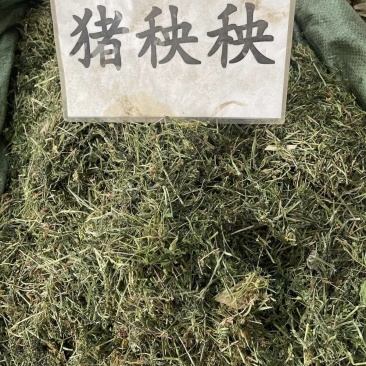 猪秧秧八仙草猪秧拉拉藤锯子草锯耳草