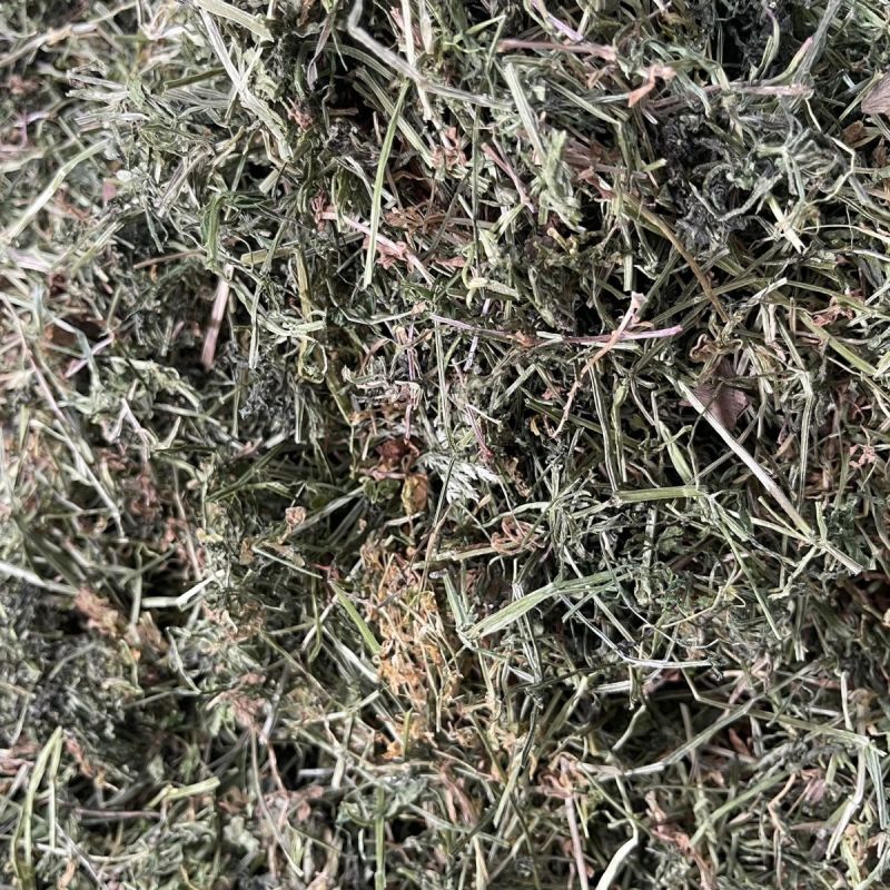 猪秧秧八仙草猪秧拉拉藤锯子草锯耳草