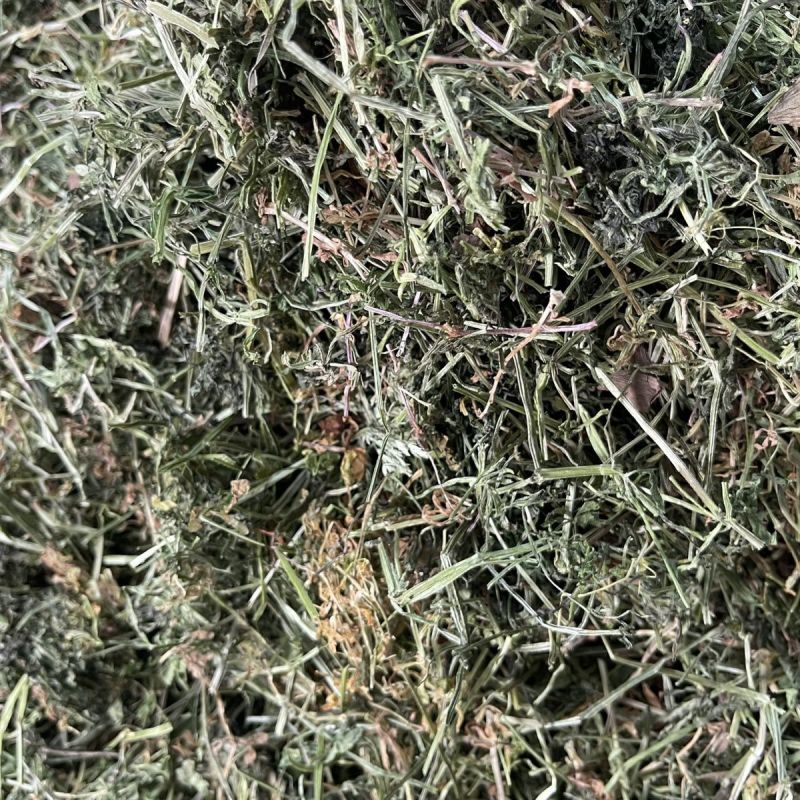 猪秧秧八仙草猪秧拉拉藤锯子草锯耳草