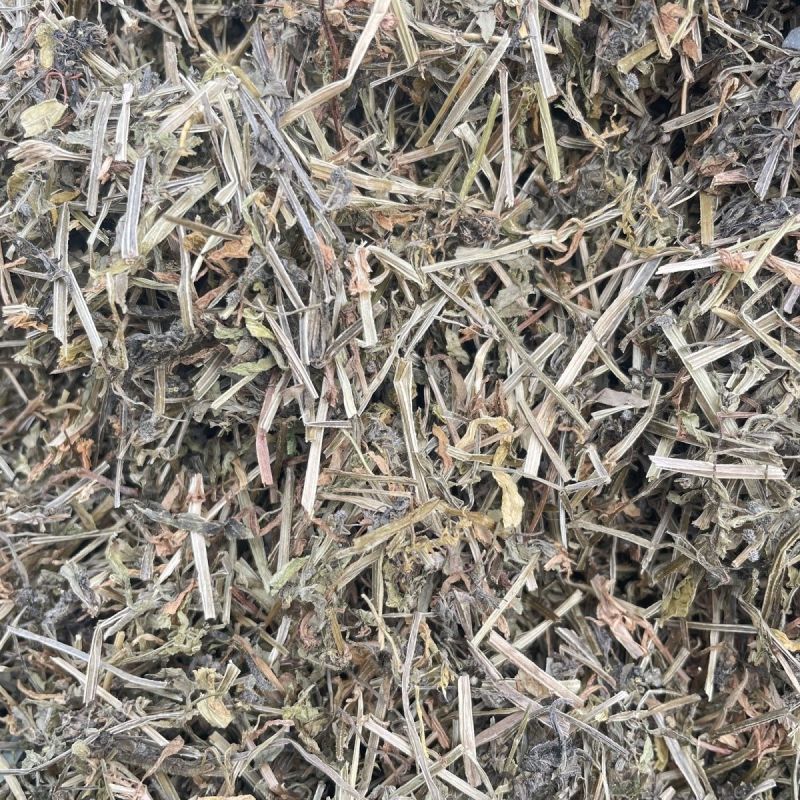 猪秧秧八仙草猪秧拉拉藤锯子草锯耳草