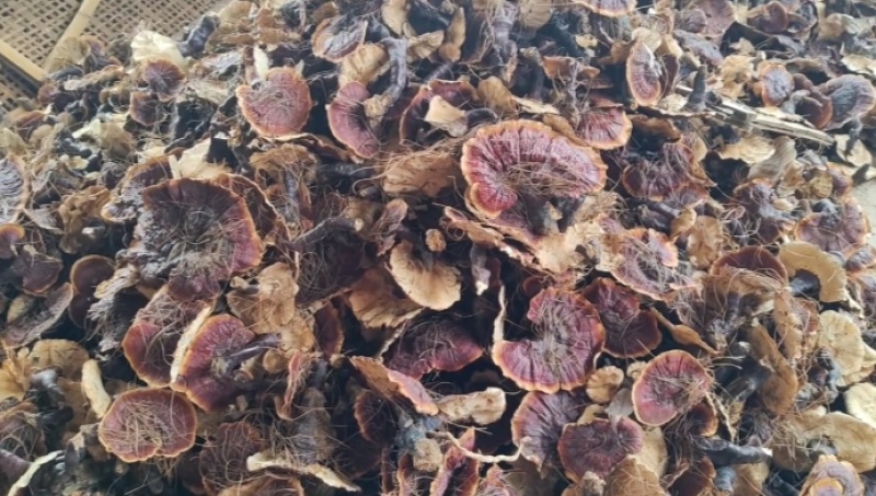 金边白肉灵芝