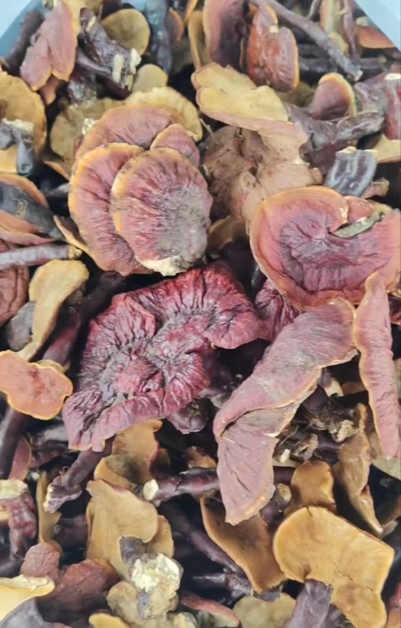 金边白肉灵芝