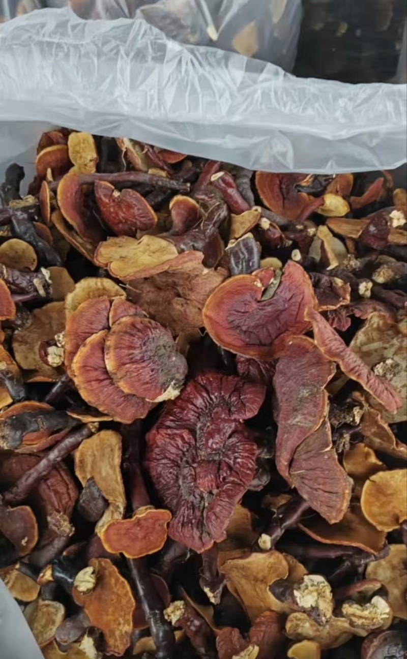 金边白肉灵芝