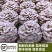 【顺丰包邮】新鲜正宗白参菌现摘现发养生火锅食用菌煲汤炖鸡蛋