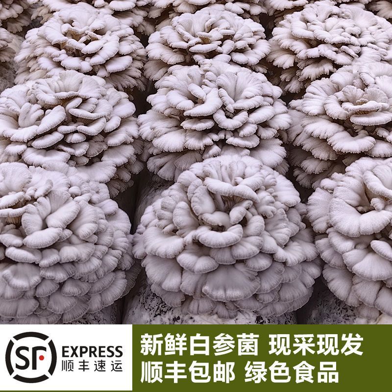 【顺丰包邮】新鲜正宗白参菌现摘现发养生火锅食用菌煲汤炖鸡蛋