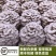 【顺丰包邮】新鲜正宗白参菌现摘现发养生火锅食用菌煲汤炖鸡蛋