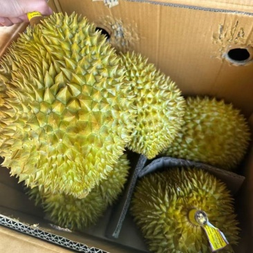 金枕榴莲一手批发市场