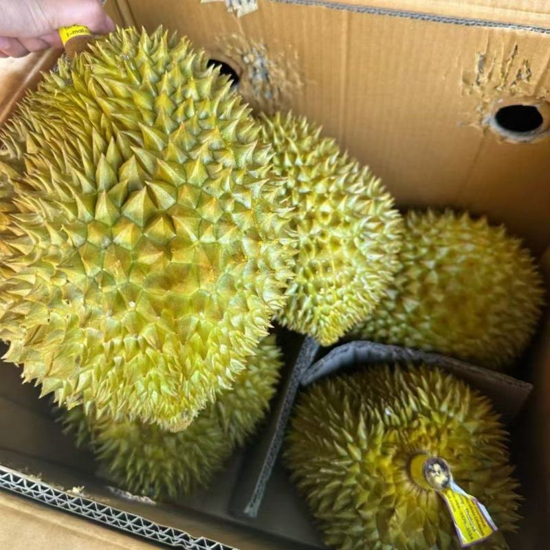 金枕榴莲一手批发市场