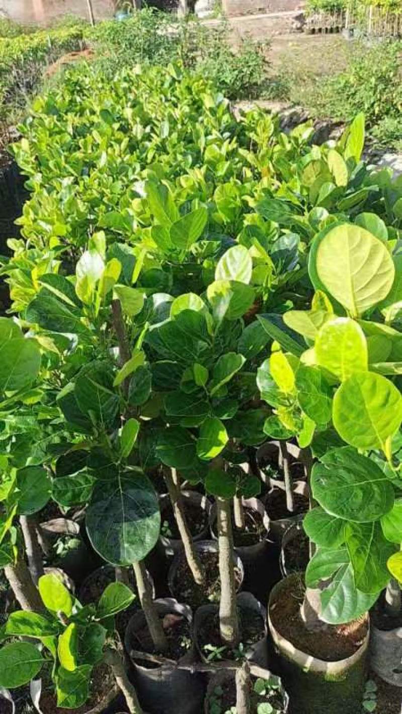 1米5高菠萝蜜直生苗，基地直接发货，保质保量，包活