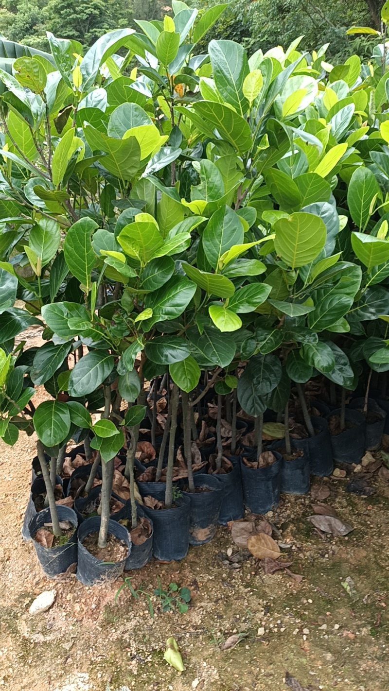 1米5高菠萝蜜直生苗，基地直接发货，保质保量，包活