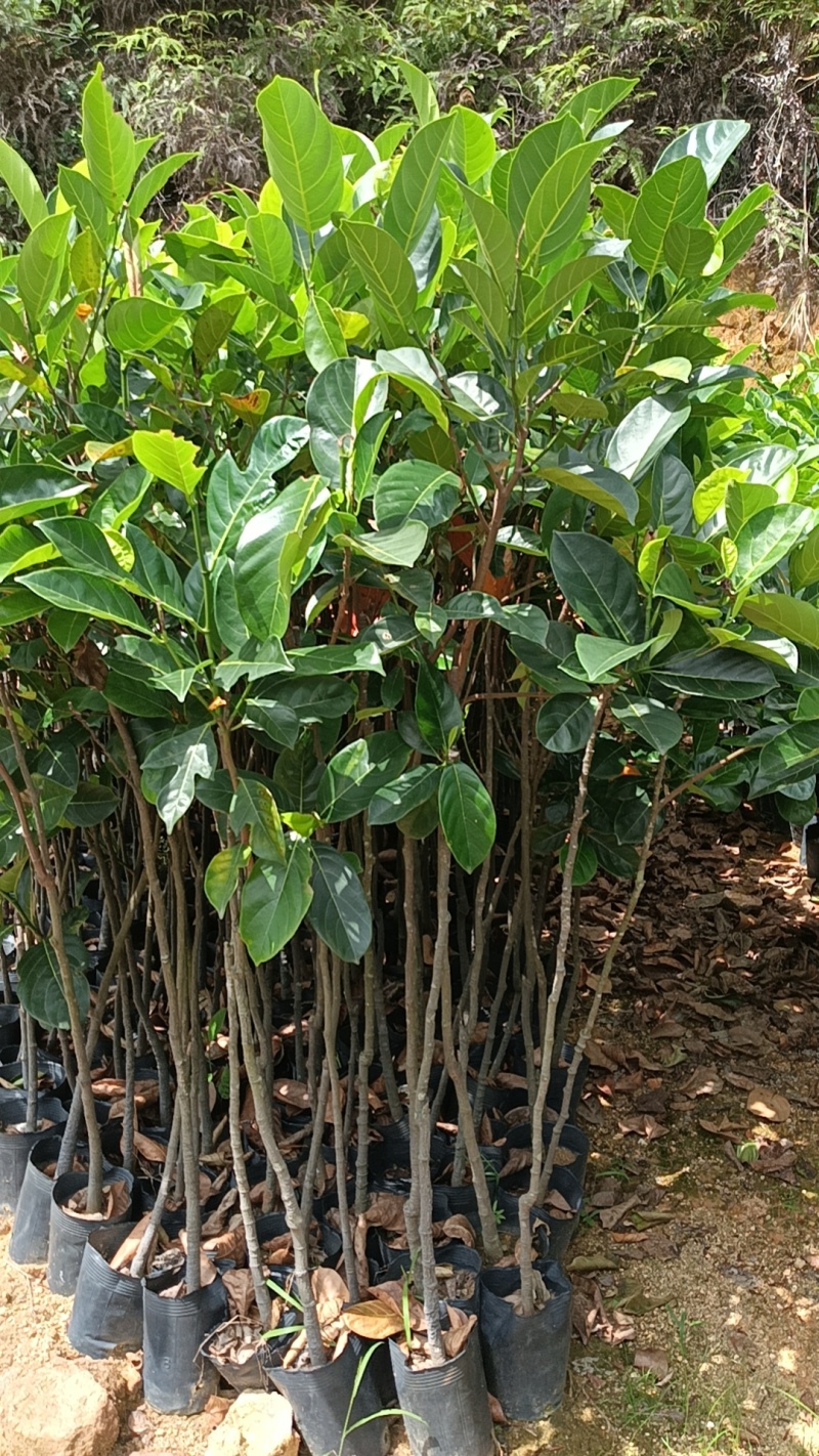 1米5高菠萝蜜直生苗，基地直接发货，保质保量，包活