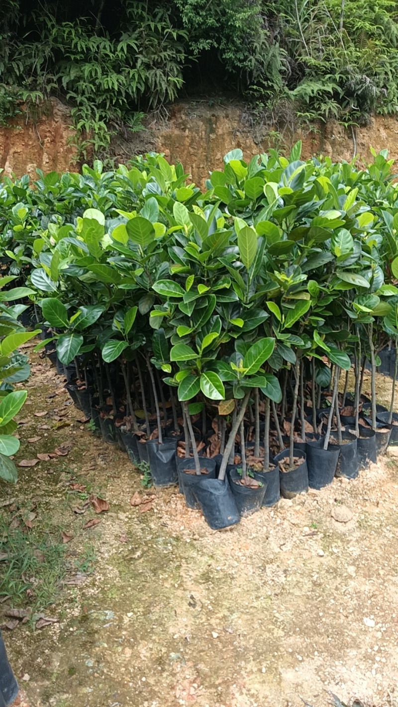 1米5高菠萝蜜直生苗，基地直接发货，保质保量，包活